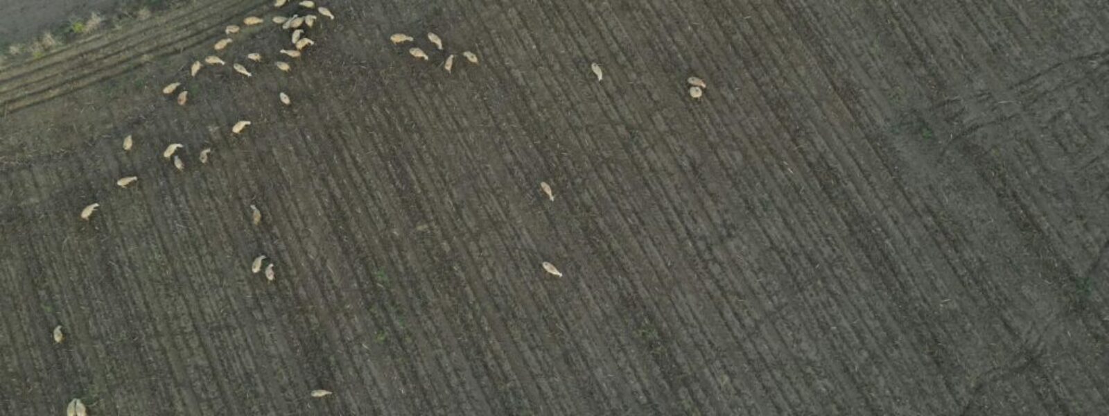 viral AI sheep counting — Viral & Trending Topics