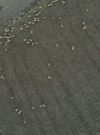 viral AI sheep counting — Viral & Trending Topics