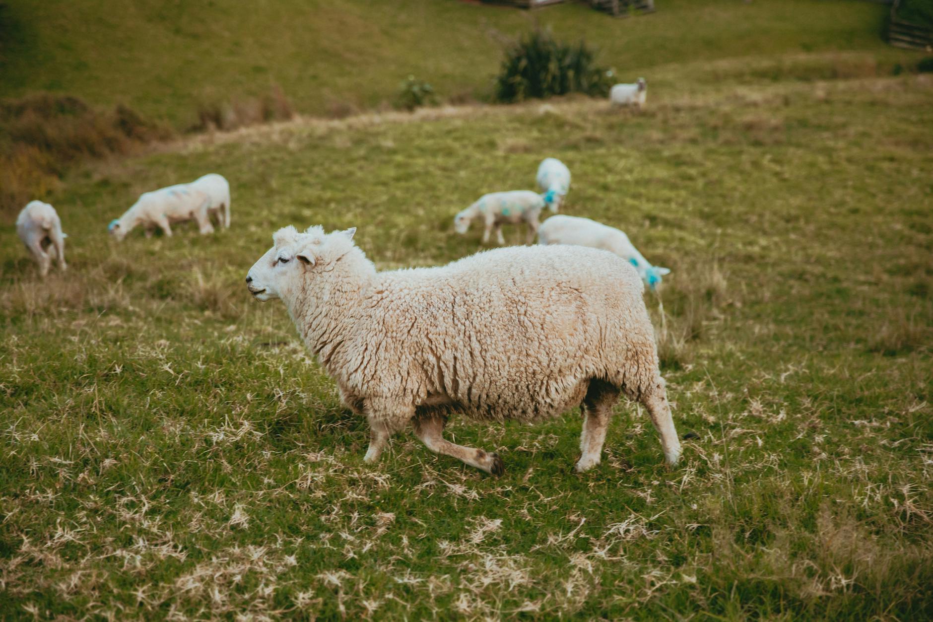 viral AI sheep counting New Zealand
